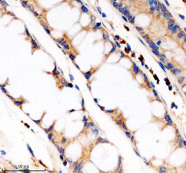 Anti-PDE4A Antibody