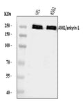Anti-Ankyrin erythroid/ANK/ANK1 Antibody Picoband®