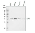 Anti-Aprt Antibody Picoband®