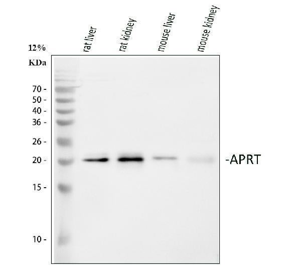 Anti-Aprt Antibody Picoband®