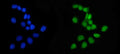 Anti-APRT Antibody Picoband®