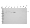 Anti-DTNB Antibody Picoband®