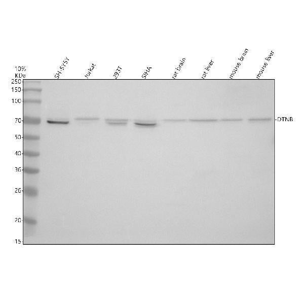 Anti-DTNB Antibody Picoband®