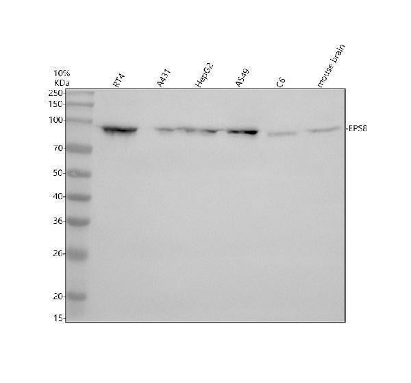 Anti-EPS8 Antibody Picoband®