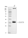 Anti-Dectin-1/CLEC7A Antibody Picoband®