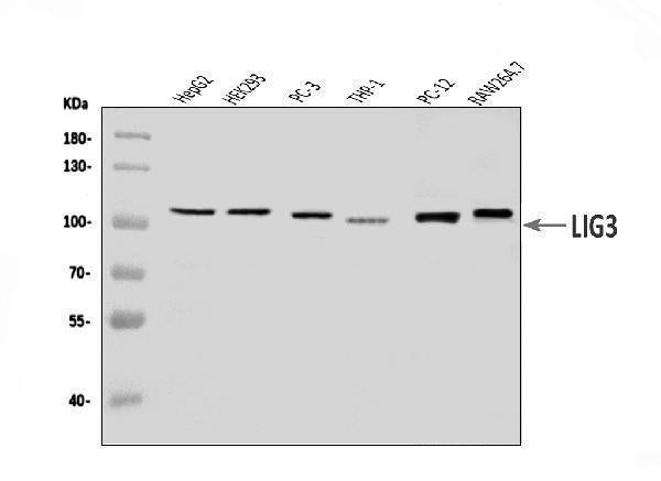 Anti-DNA Ligase III/LIG3 Antibody Picoband®