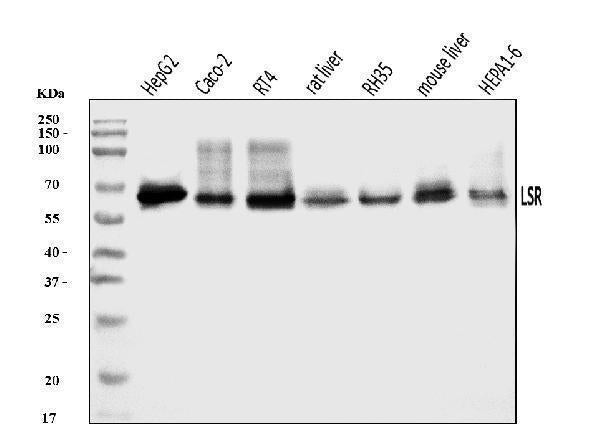 Anti-LSR Antibody Picoband®