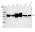 Anti-CXADR Antibody Picoband®