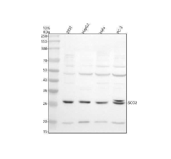 Anti-SCO2 Antibody Picoband®