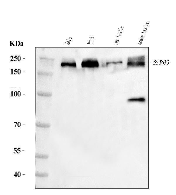 Anti-JLP/SPAG9 Antibody Picoband®