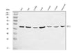 Anti-BSCL2/Seipin Antibody Picoband®
