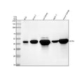 Anti-GATM Antibody Picoband®