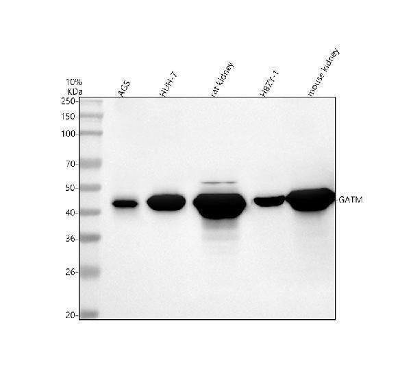 Anti-GATM Antibody Picoband®