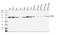 Anti-MCM6 Antibody Picoband®
