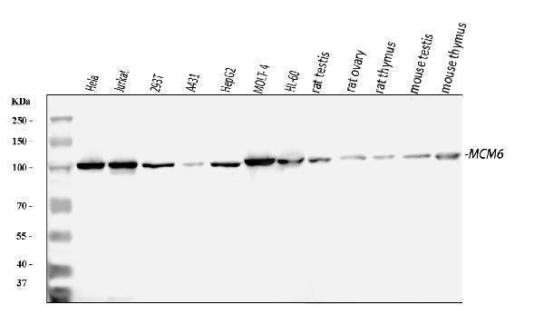 Anti-MCM6 Antibody Picoband®