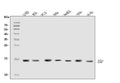 Anti-DAP1/DAP Antibody Picoband®