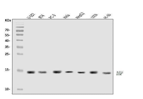 Anti-DAP1/DAP Antibody Picoband®