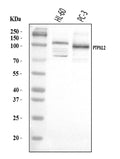 Anti-PTPN12 Antibody Picoband®