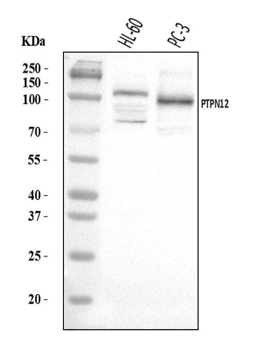 Anti-PTPN12 Antibody Picoband®