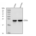 Anti-CD3 epsilon/Cd3e Antibody Picoband®