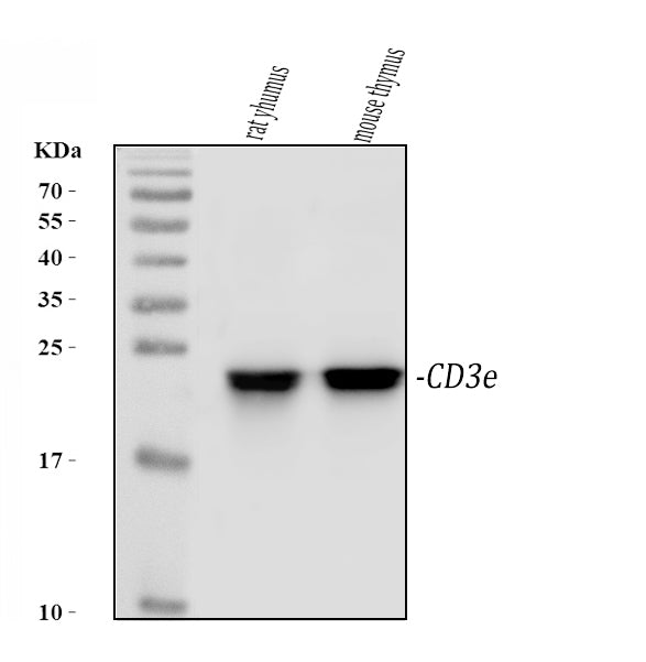 Anti-CD3 epsilon/Cd3e Antibody Picoband®
