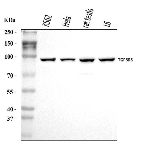 Anti-TGF beta Receptor III/TGFBR3 Antibody Picoband®