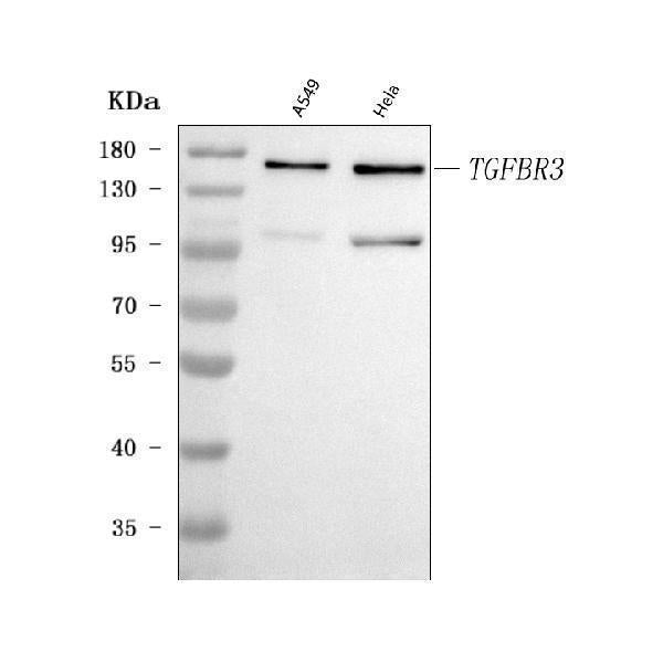Anti-TGF beta Receptor III/TGFBR3 Antibody Picoband®