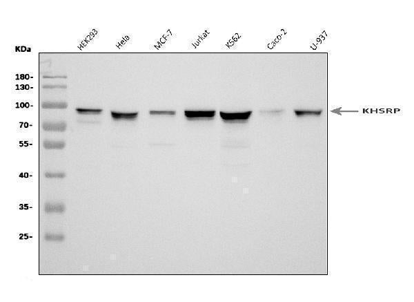 Anti-KHSRP Antibody Picoband®