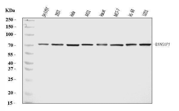 Anti-RANGAP1 Antibody Picoband®