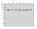 Anti-BCL3 Antibody Picoband®