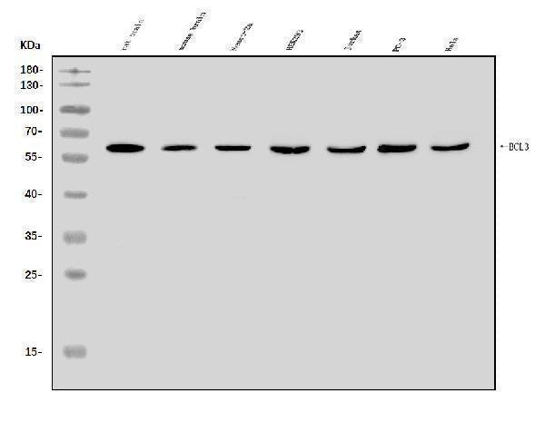 Anti-BCL3 Antibody Picoband®