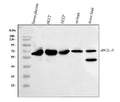 Anti-BCL3 Antibody Picoband®