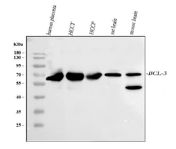 Anti-BCL3 Antibody Picoband®