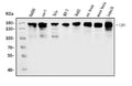 Anti-TJP2/ZO2 Antibody Picoband®