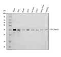 Anti-TSN Antibody Picoband®
