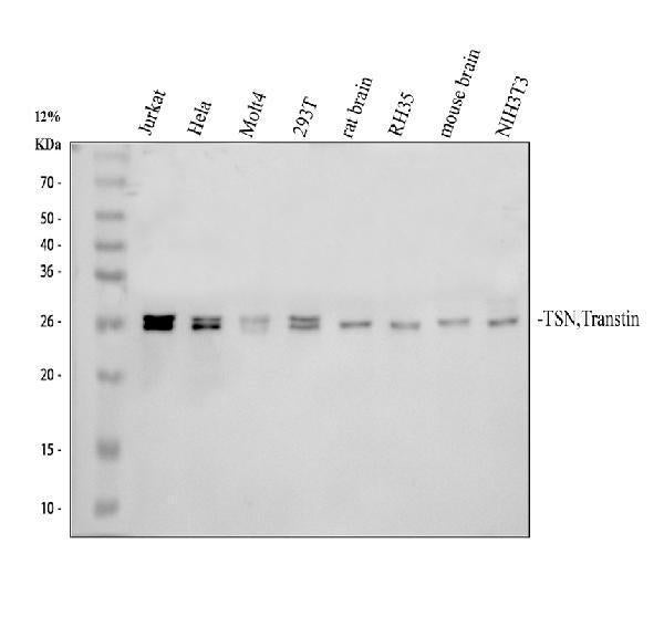 Anti-TSN Antibody Picoband®