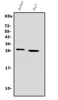Anti-Granzyme A/GZMA Antibody Picoband®