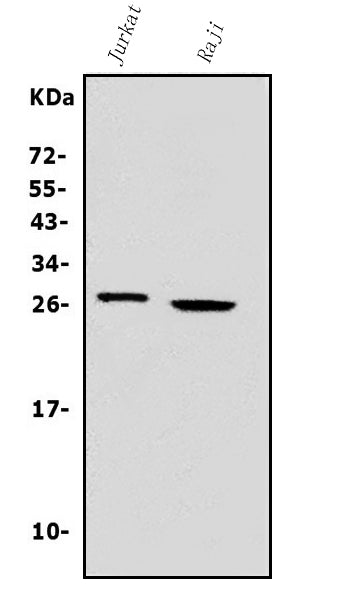 Anti-Granzyme A/GZMA Antibody Picoband®