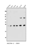 Anti-HP1 alpha/CBX5 Antibody Picoband®