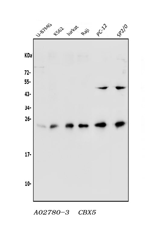 Anti-HP1 alpha/CBX5 Antibody Picoband®