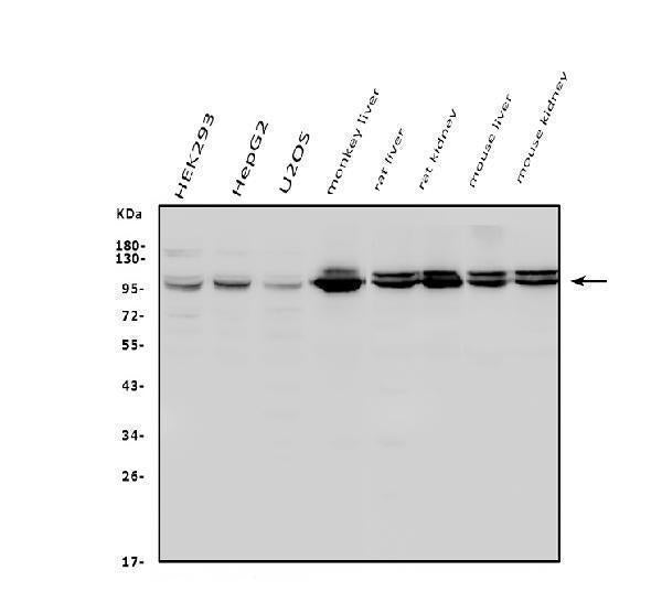 Anti-Aconitase 1/ACO1 Antibody Picoband®
