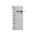 Anti-RXFP1 Antibody Picoband®