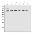 Anti-VRL1/TRPV2 Antibody Picoband®