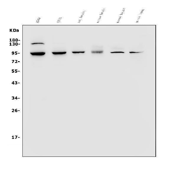 Anti-VRL1/TRPV2 Antibody Picoband®