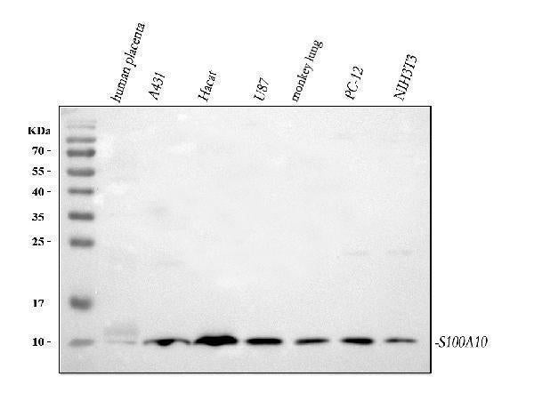 Anti-S100A10 Antibody Picoband®