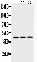 Anti-EBP1/PA2G4 Antibody Picoband®