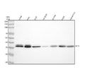Anti-ATF5 Antibody Picoband®