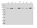 Anti-XRN2 Antibody Picoband®