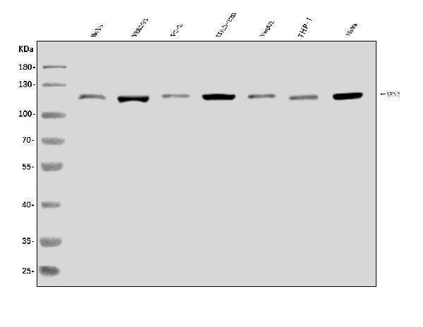 Anti-XRN2 Antibody Picoband®