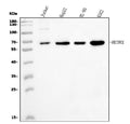 Anti-CoREST/RCOR1 Antibody Picoband®